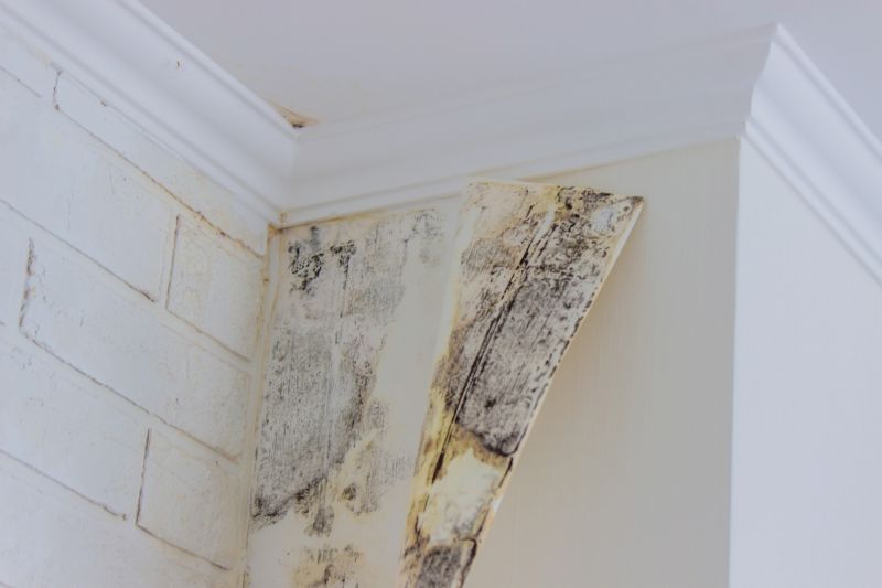 Attic Mold Remediation in West Palm Beach, FL