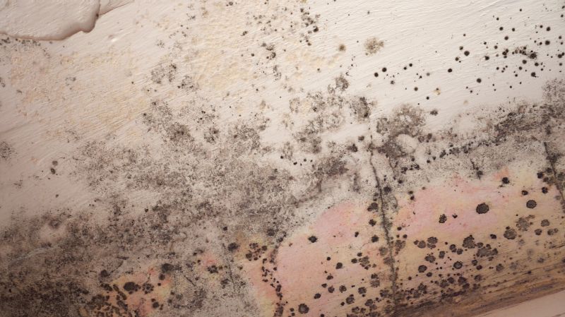 Attic Mold Removal in Fort Worth, TX