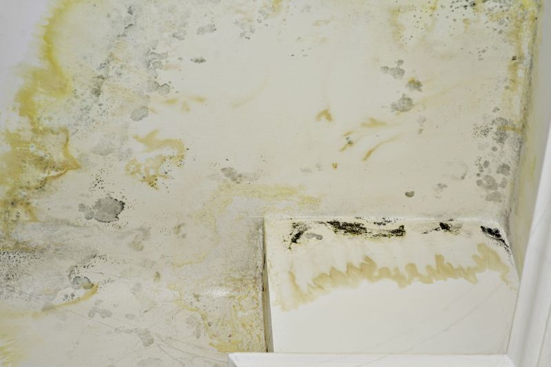 Attic Mold Removal in Fort Worth, TX