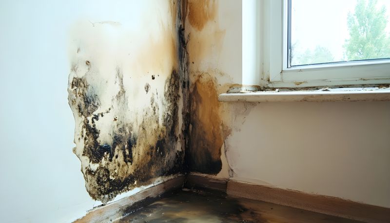 Basement Mold Removal in Broward County, FL