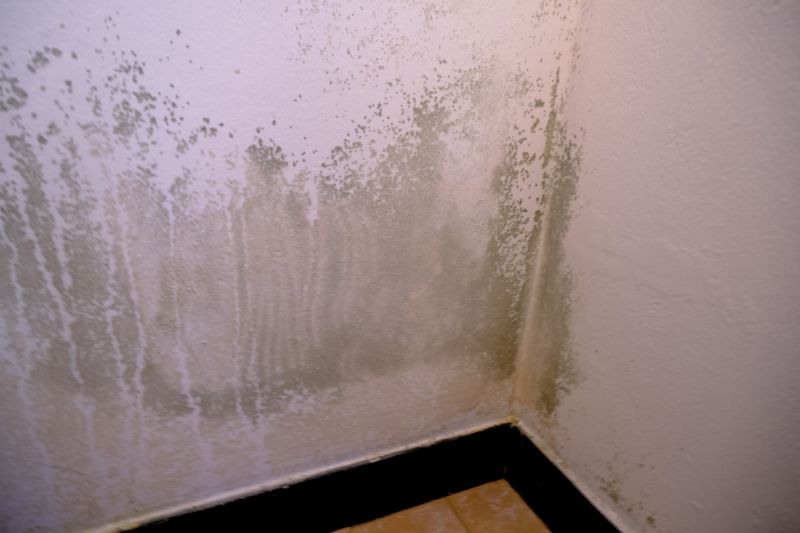 Ceiling Mold Removal in Jupiter, FL