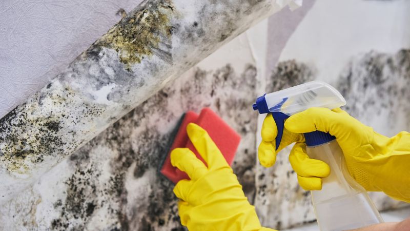 Crawl Space Mold Removal in Dallas, TX