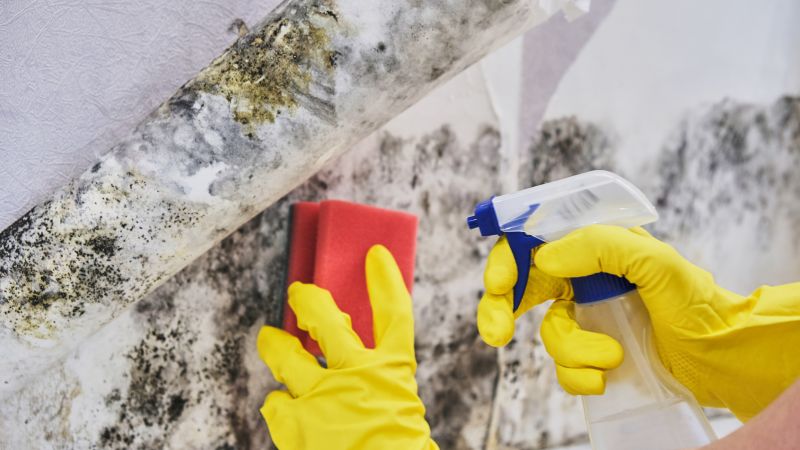 Crawl Space Mold Removal in West Palm Beach, FL