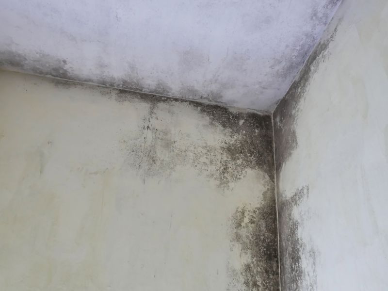 Garage Mold Remediation in Bergen County, NJ