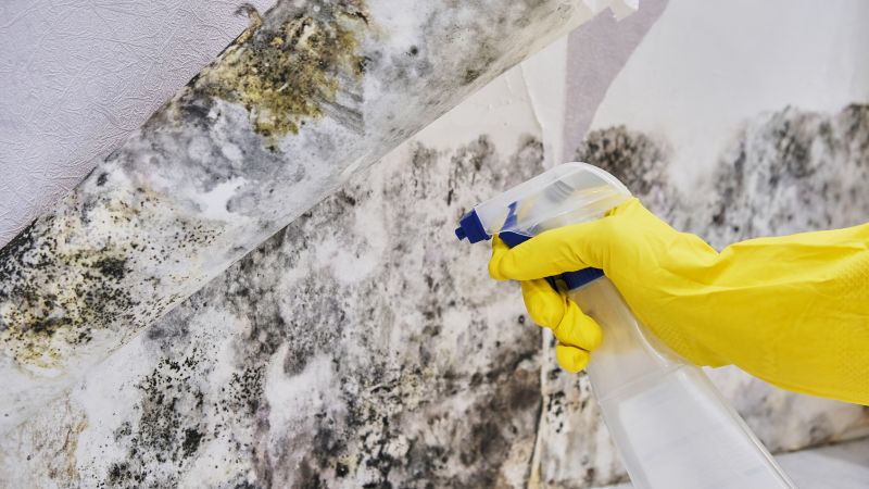 Mold Control in Frisco, TX