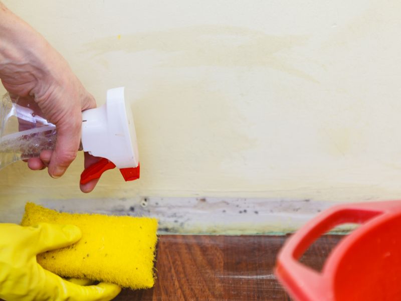 Mold Treatment Service in Frisco, TX