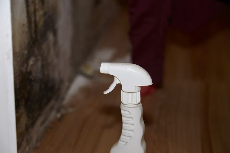 White Mold Mitigation in Fort Worth, TX
