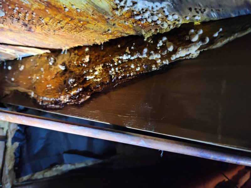 Basement Mold Remediation in Fort Lauderdale, FL